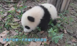 熊猫搞笑视频,萌化你的每一天